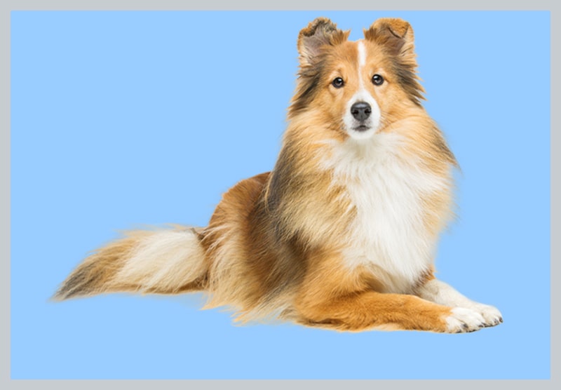 final image of image masking